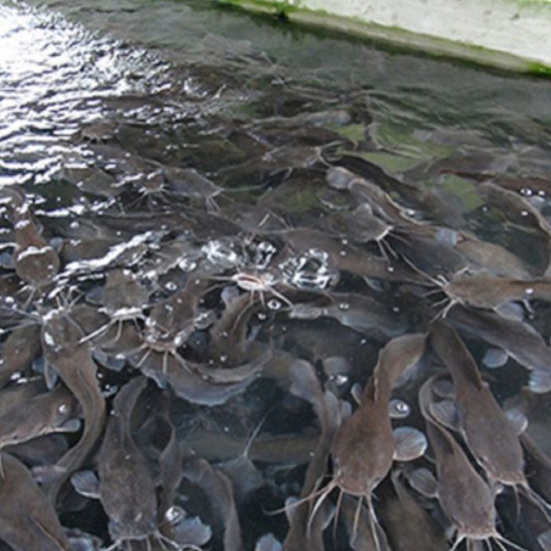 Promoting Sustainable Fish Farming in Delta State