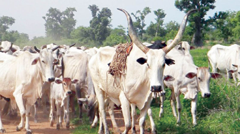 Livestock Breeding