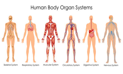 Human Biology Diploma