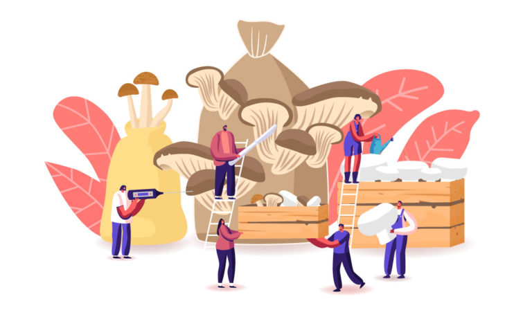 Farming – Growing Mushroom