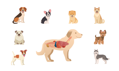Dog Breeds and Basic Anatomy